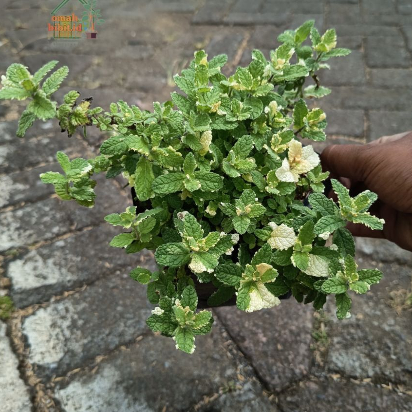 Tanaman Pineapple Mint Variegata