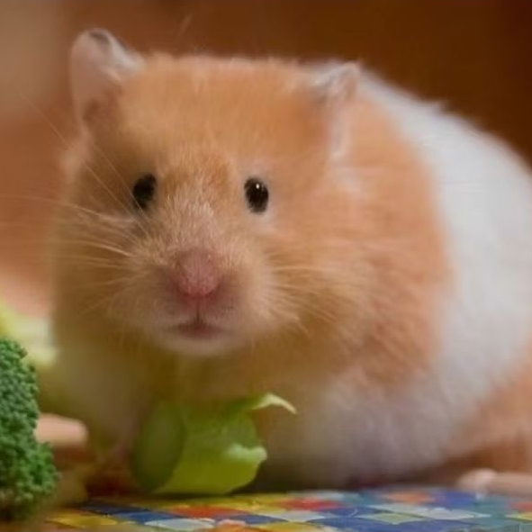 Hamster Syrian Indukan Gembul Gemuk Jinak Tidak Gigit Friendly Lucu Imut MURAH / Hamster Syrian Dewa