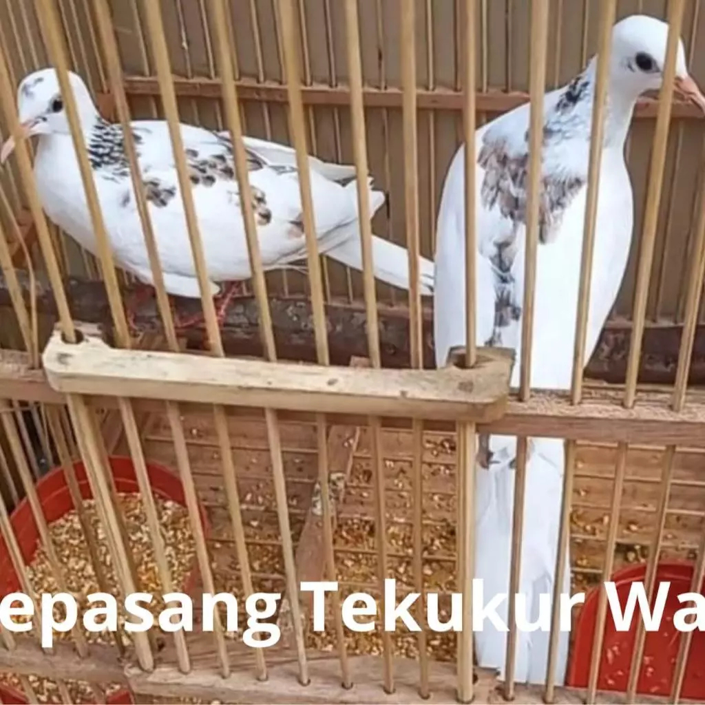 Burung Tekukur Putih Blackspot Sepasang Pilihan