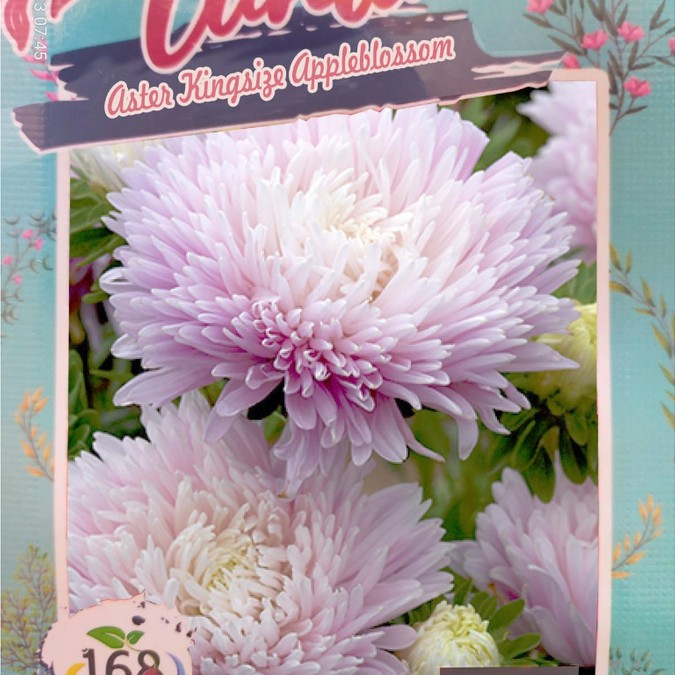 Biji Bunga Aster Kingsize Appleblossom (Isi 5 biji)