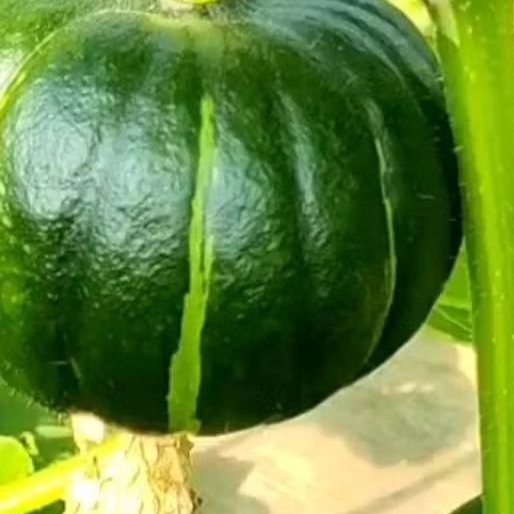 1 Butir Benih Labu Mamud Labu Jepang Super Unggul Labu Jepang Kabocha