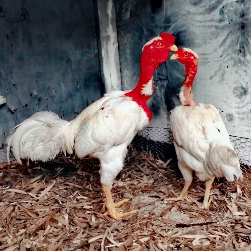 telur Ayam Ganoi Telur fertil (terlaris) original berkualitas