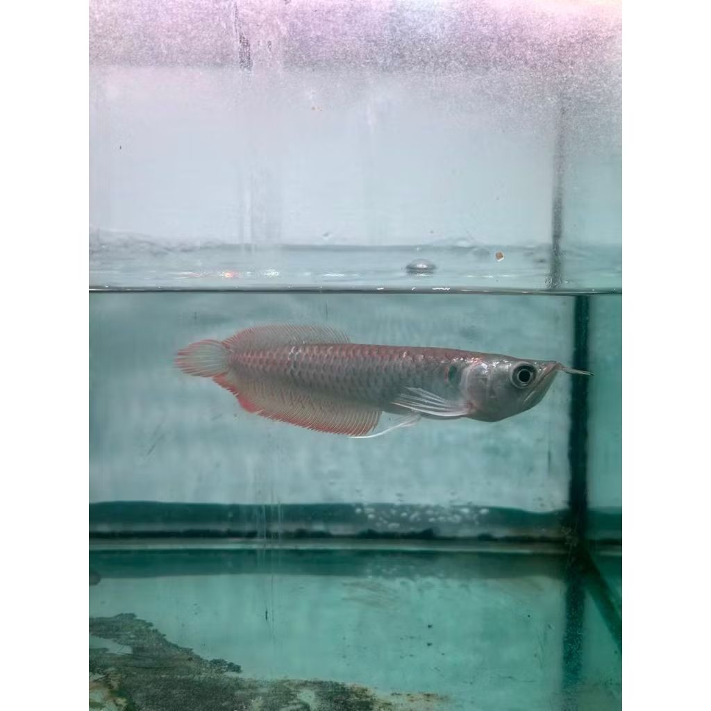 GARANSI Arwana Silver Red 16-18cm Sirip Merah Brazil Grade A+ Bisa COD No Minus Gelang Fashion