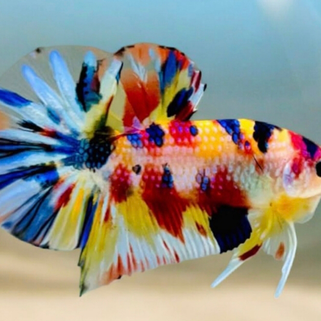 Ikan Cupang Betina Multicolor - Hiasan Aquarium Elegan