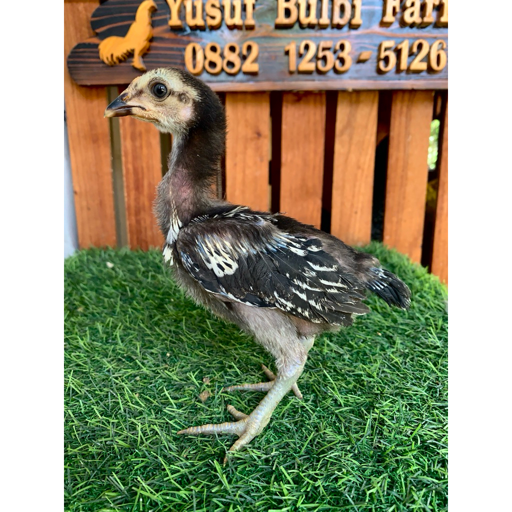 Ayam_Bulbi