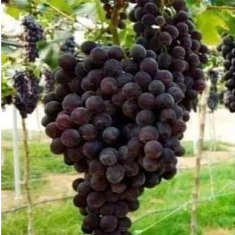 Bibit Anggur Early Adora Grafting