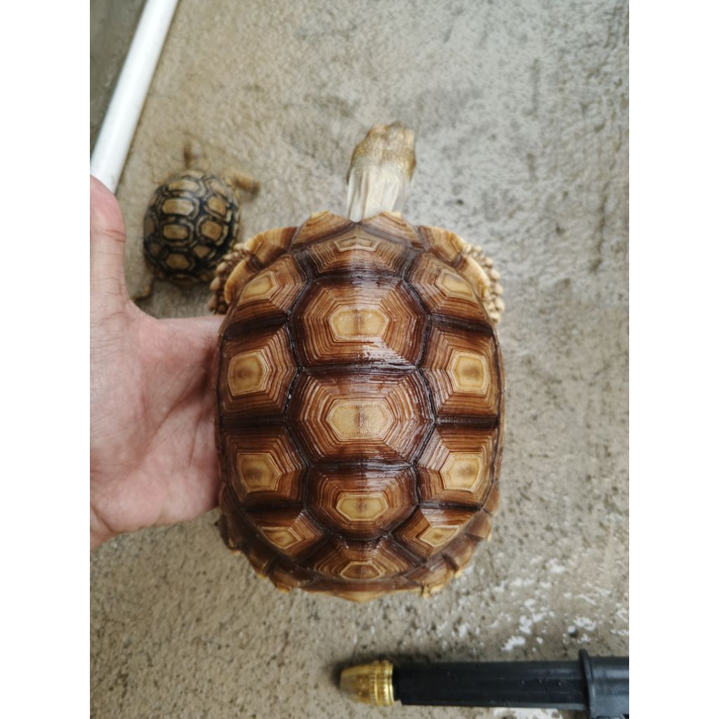 Promo Pelet Sulcata 25cm Bergaransi Kualitas Terbaik