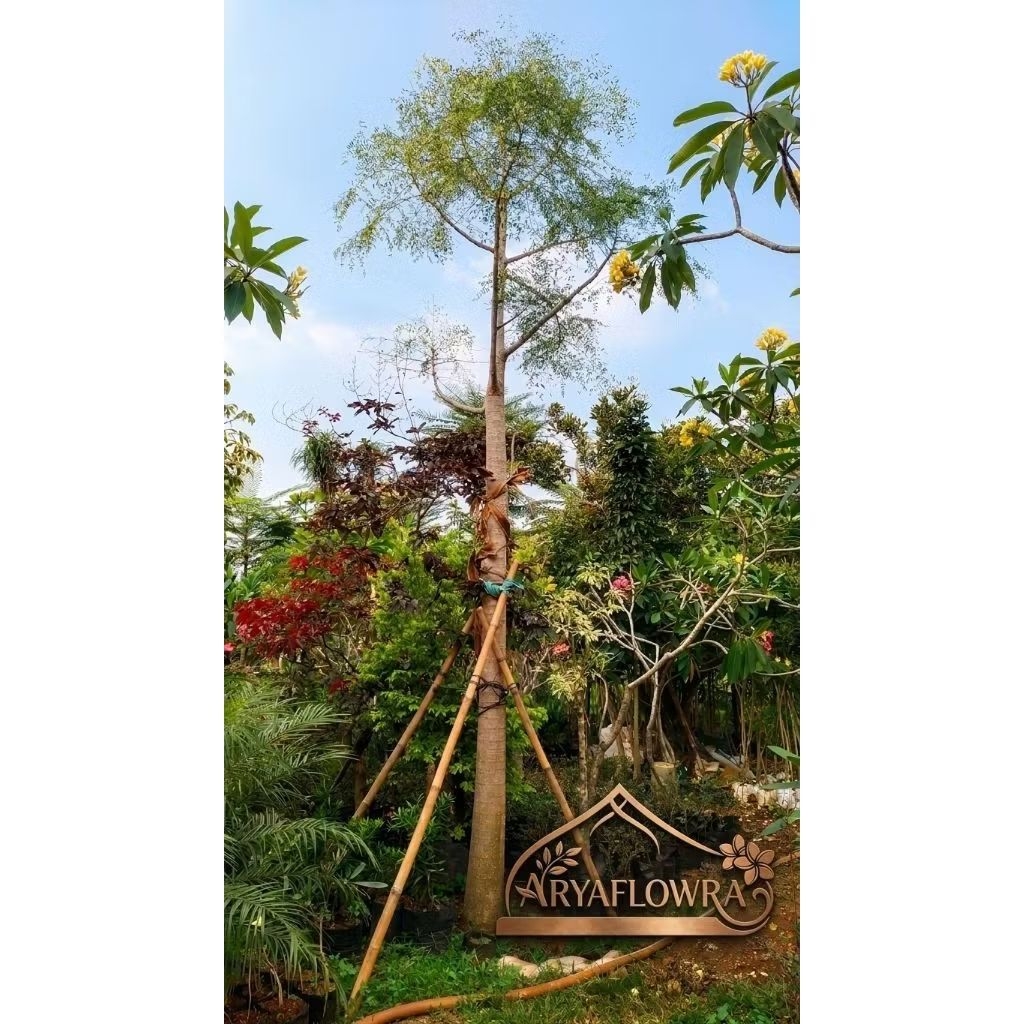 moringa afrika//pohon kelor afrika tanaman unik