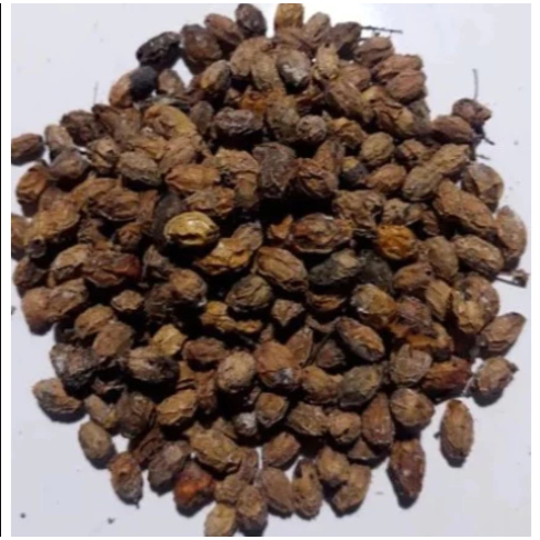 100 gram Buah Mindi Kering Alami / Biji Mindi Kering