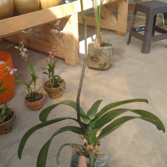 ANGBUL SPIKE BUNDL 2PCS