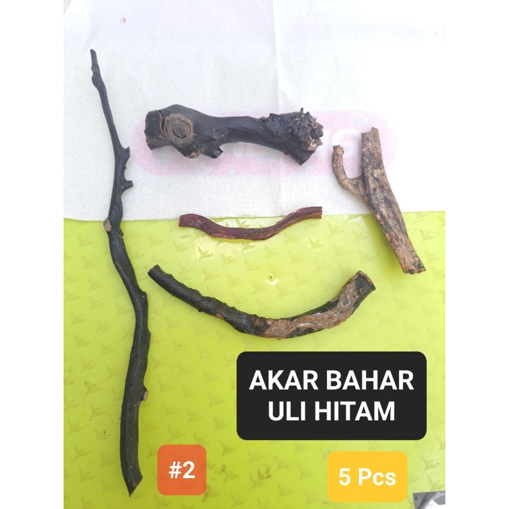 Akar Bahar Uli Hitam Uli Gadang Nusa Kwahwah Alami Alam Untuk Liontin Pria atau Hiasan Meja