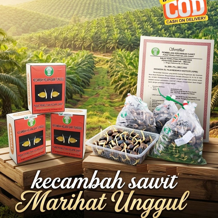 Benih Kecambah Kelapa Sawit Marihat unggul