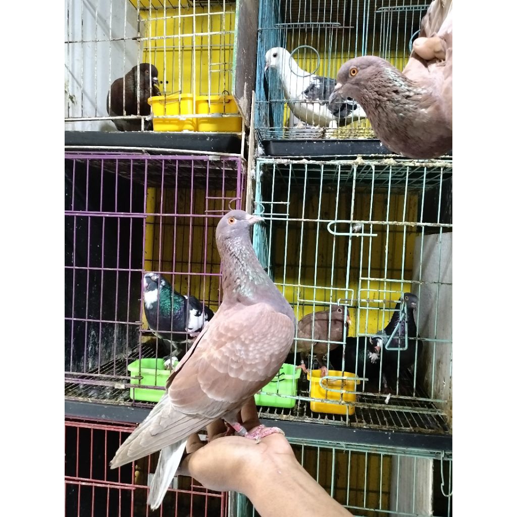 Merpati Kolong Tinggian Giring Keras