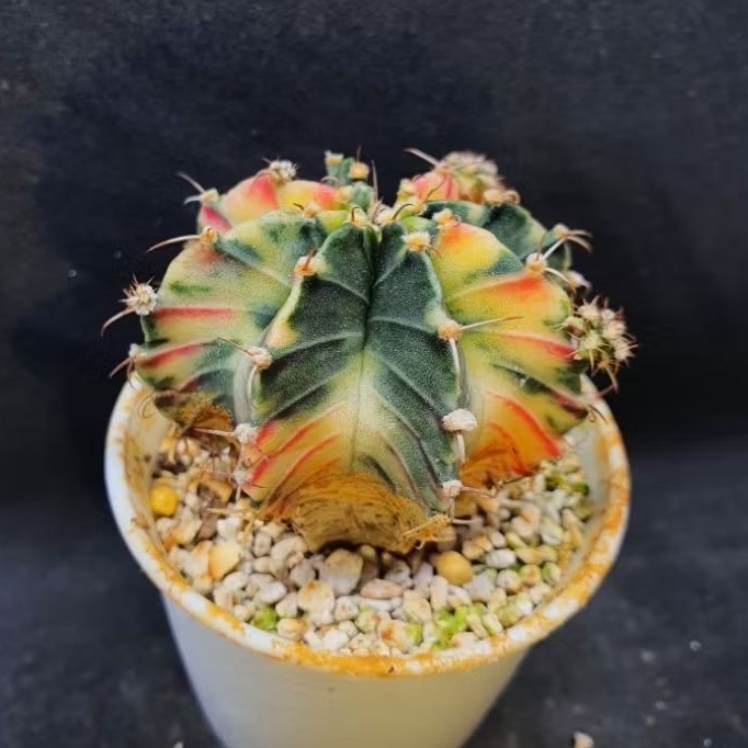 Kaktus Gymno Variegata soft yellow tulang merah (Gymnocalycium mihanovichii)