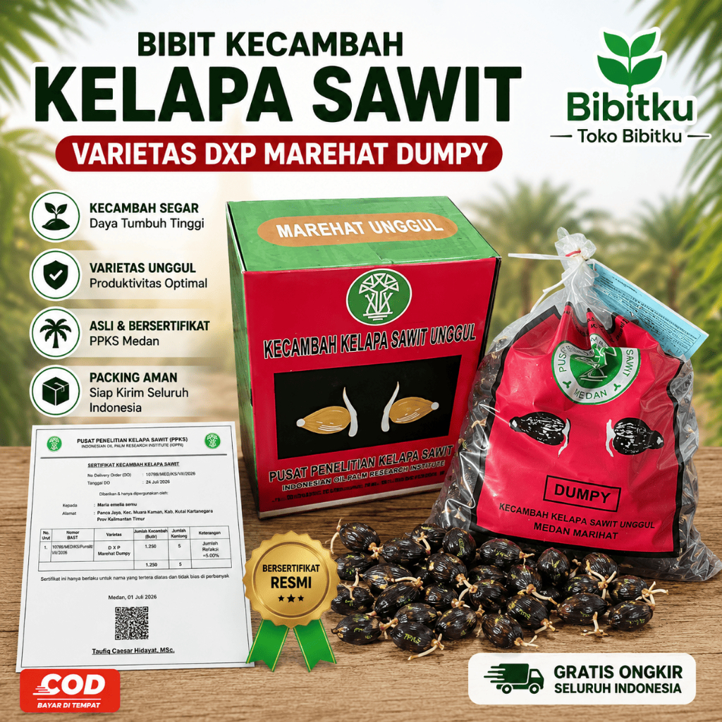 Bibit Kecambah Kelapa Sawit PPKS DxP Marehat Dumpy Unggul Asli Medan Bersertifikat Resmi - Siap Sema