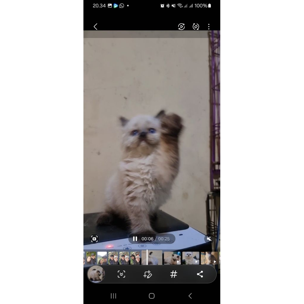 Kucing Persia Himalaya Betina 4 Bulan Blue Eyes Adopsi Kucing Ras