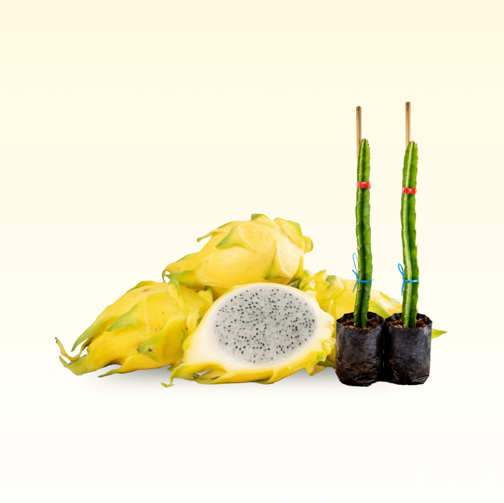 Bundle: Buah Naga Kuning 100% Organik & Bibit Unggul Golden Isis