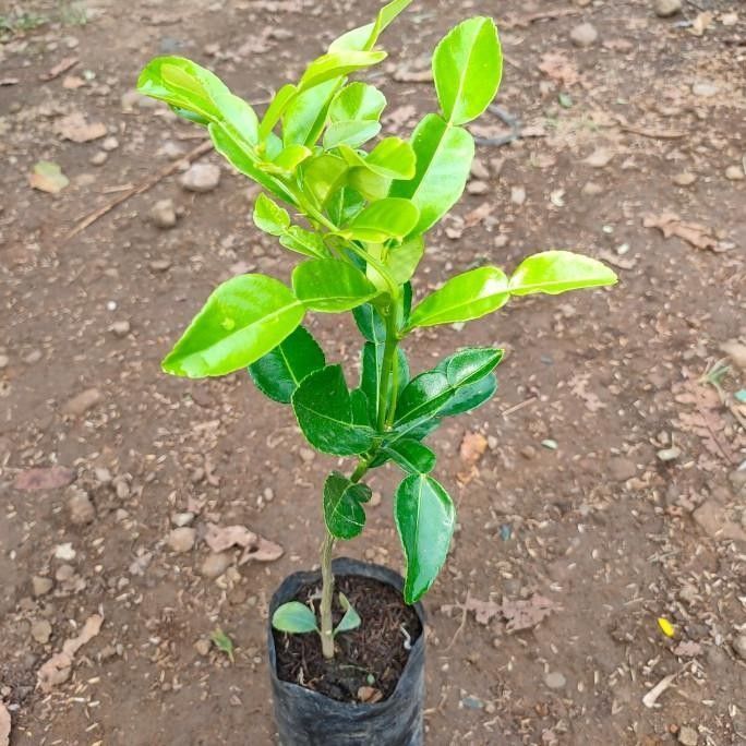 Bibit Jeruk Purut Bumbu Masak Okulasi / Cangkok – Tanaman Daun Jeruk Purut Super Wangi Lebat Siap Ta