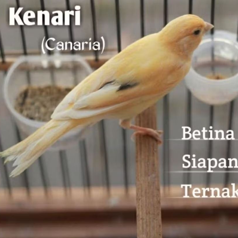 BURUNG KENARI BETINA WARNA CERAH SIAP TERNAK BAGUS LINCAH DAN SEHAT