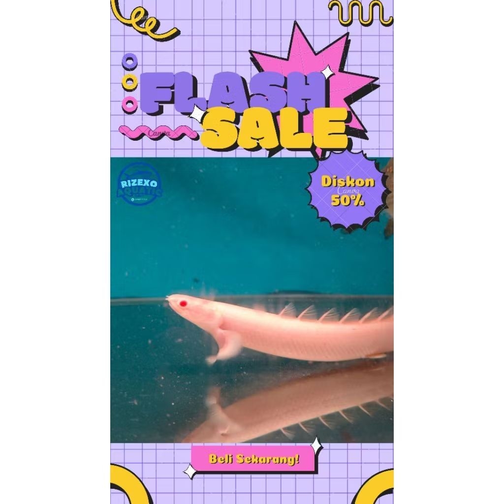 Palmas Albino Jumbo 20-22 CM Ikan Tank Mate Air Tawar