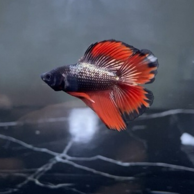 HMDT red copper