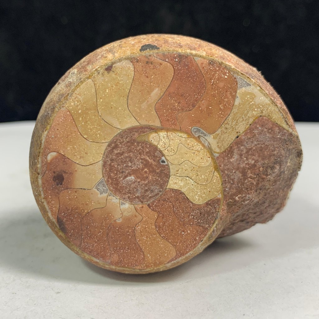 Natural Fosil Ammonite Timor Timur - Thin Ammonite