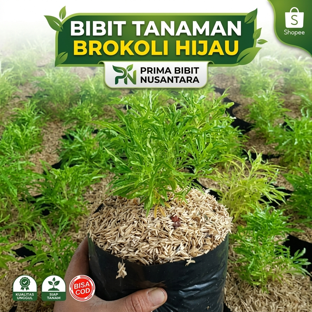 Bibit Tanaman Bunga Brokoli Hijau | Brokoli Hijau | Bibit Siap Tanam