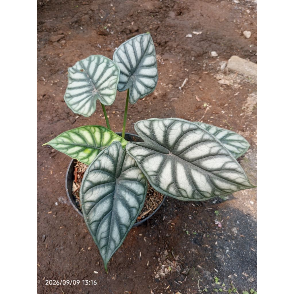 alocasia nebula