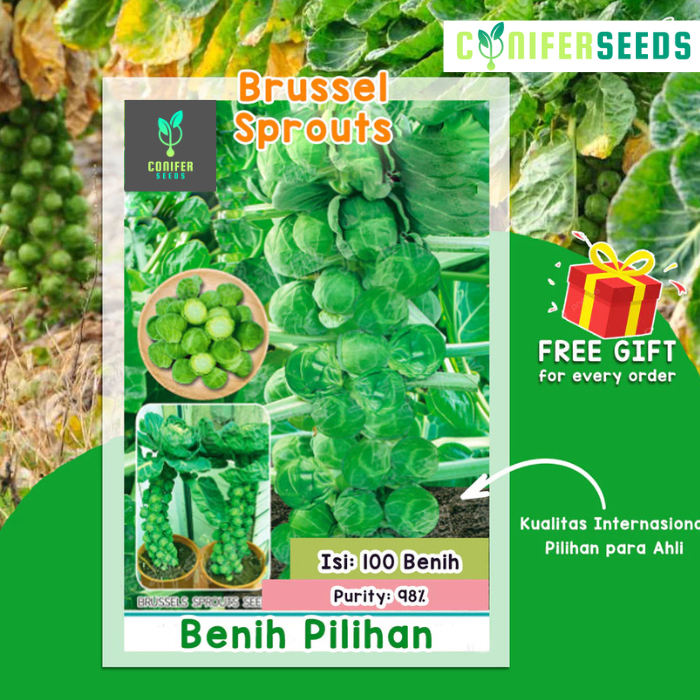 Benih Bibit Kubis Mini Brussel Sprout Hijau Biji Import Premium