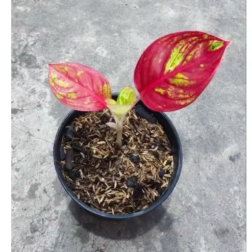 bibit aglonema goliath merah D2