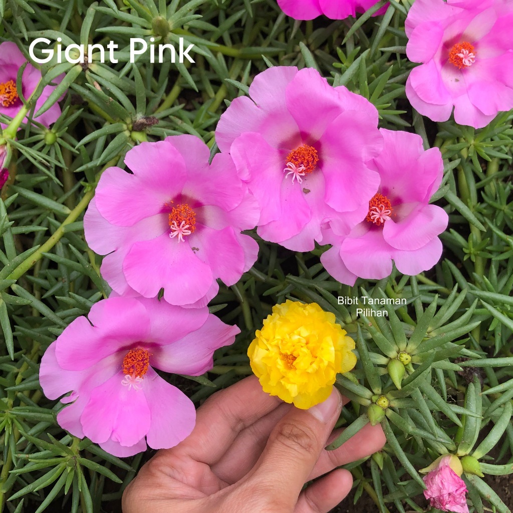 Bibit Tanaman Pilihan bunga krokot giant pink jumbo tanaman hidup kuat panas mossrose warna warni