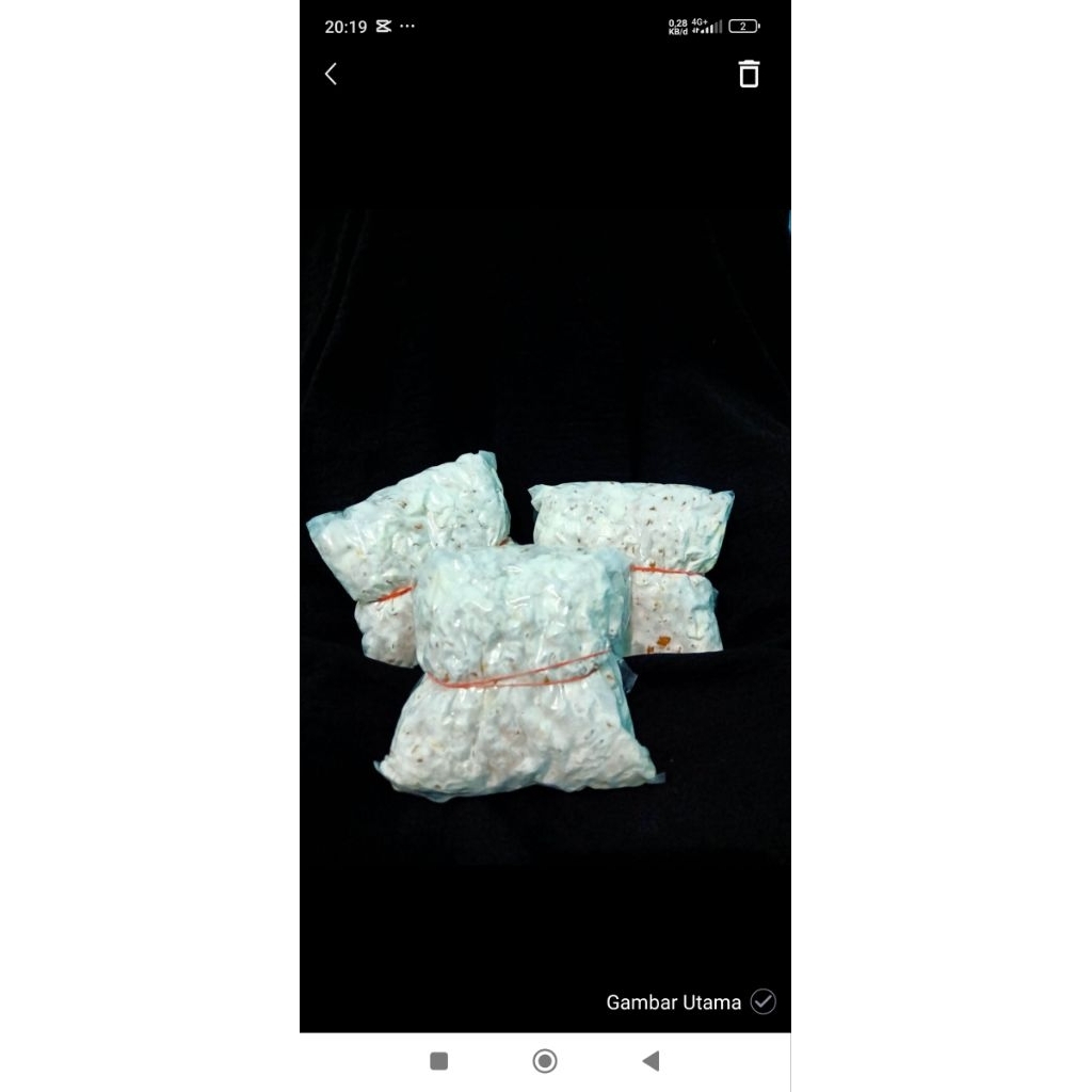 Bibit Jamur Tiram f2