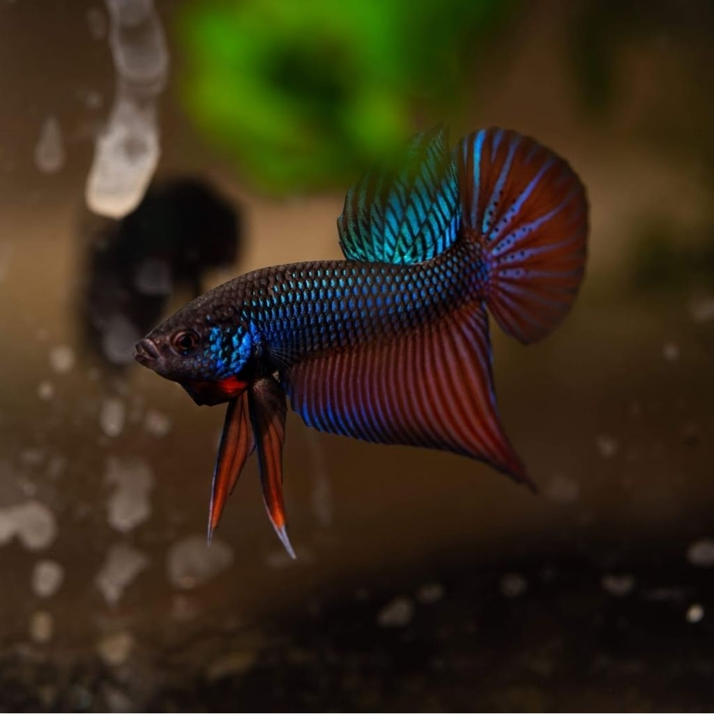 Stiker Wild Betta Smaragdina Guitar Blue Rainbow, Copper, Carbon Male / Female Kualitas Premium Grad