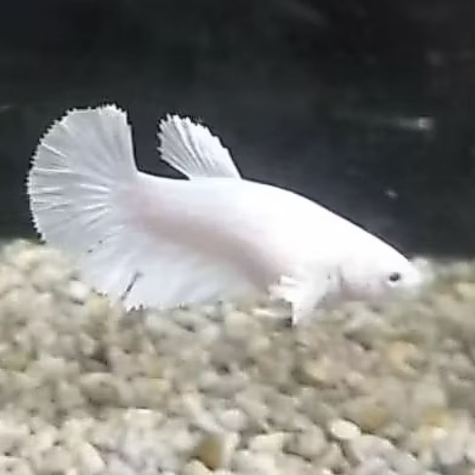 Ikan Cupang Betina HMWP (Halfmoon White Platinum)