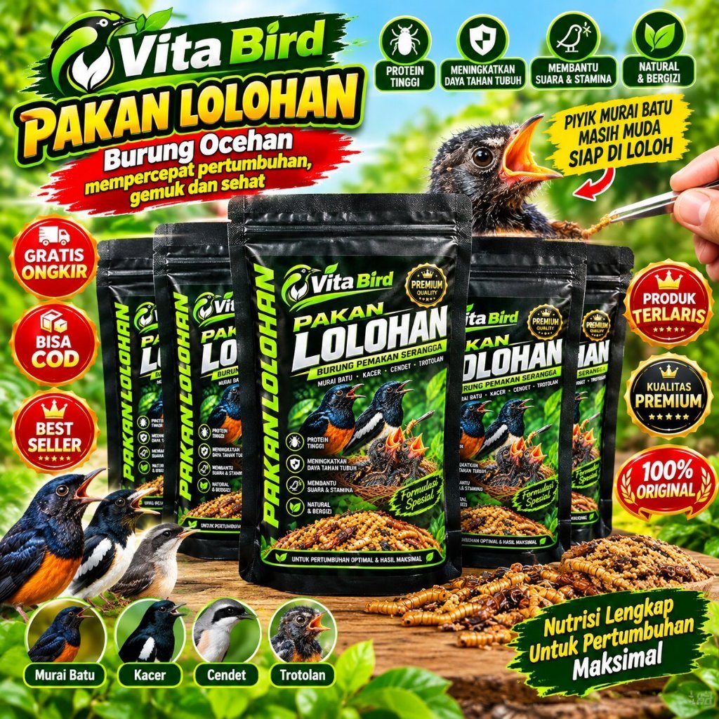 PAKAN BUBUR LOLOHAN BONGSOR PAKAN LOLOHAN TROTOL MURAI BATU VOER LOLOH PIYIK BURUNG CINDIL MURAI BAT