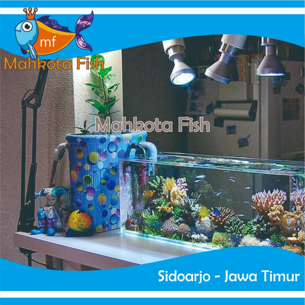 AQUARIUM OPTIC CLEAR BESAR | AQUARIUM KACA BENING | AQUARIUM OPTIC CLEAR AQUASCAPE | (KHUSUS INSTAN)