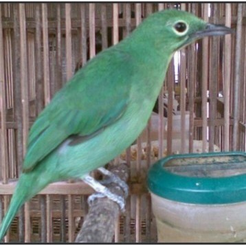 Burung Cucak Ijo Mini Jantan Sehat Rawatan