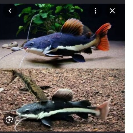 Ikan Hias Red Tail Catfish 5-8 cm hiasan aquarium