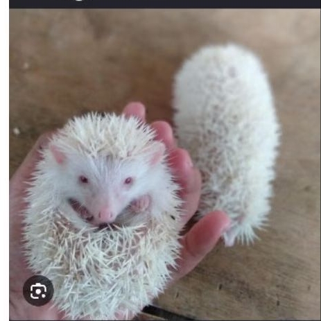 Hedgehog Landak Mini Hewan Peliharaan Hias / Landak Mini