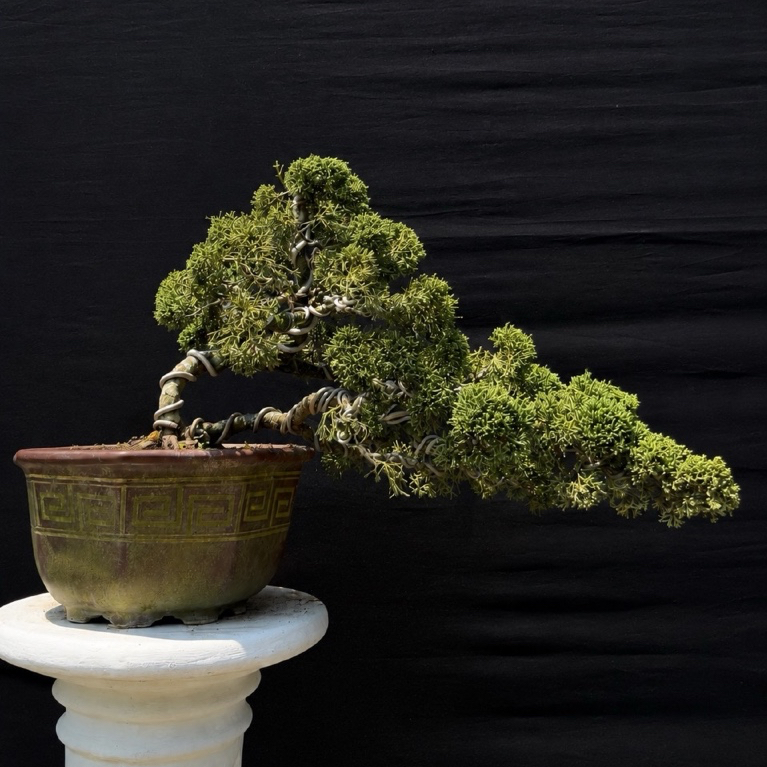 (BONSAI) Juniperus Chinensis 'Chinese Kishu' (Cemara Pingpong)