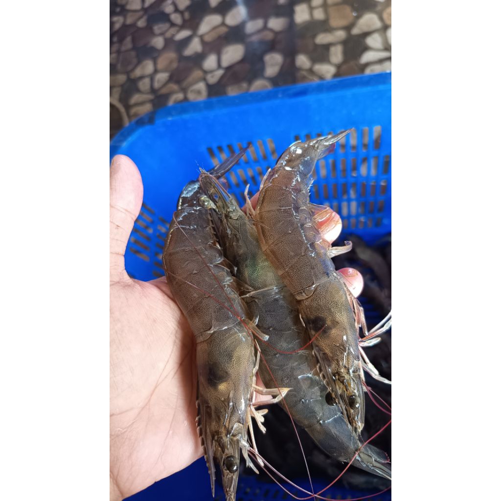 udang Vaname Tambak segar premium Jumbo