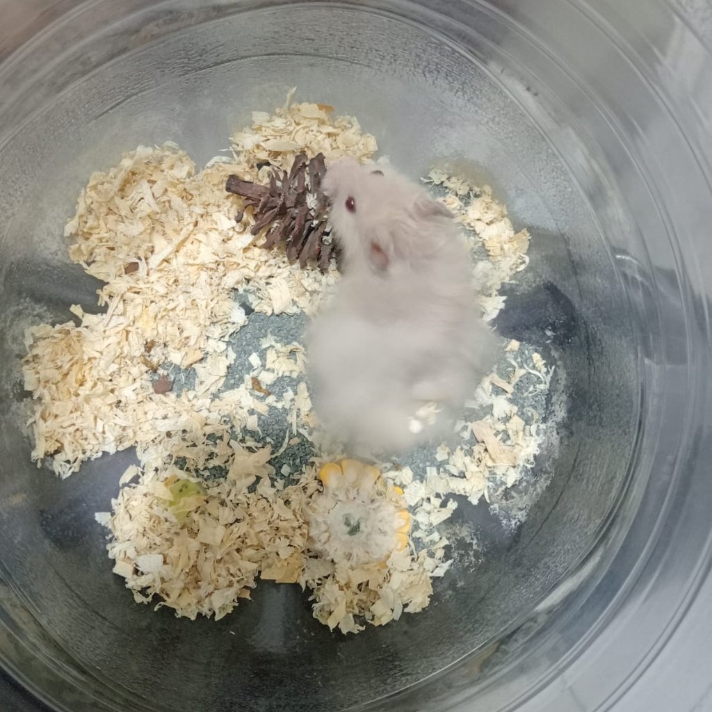 Hamster Syrian Long Hair Jantan
