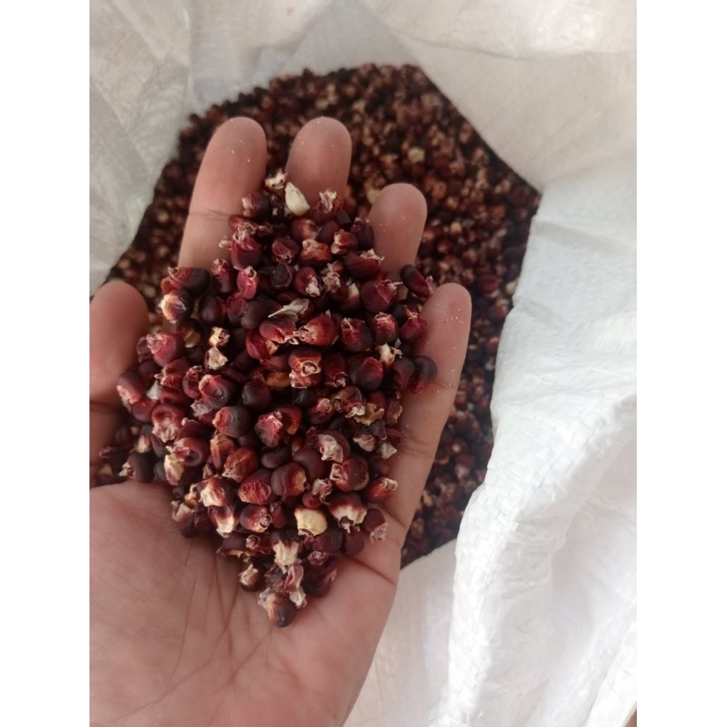 

Jagung Ketan Ungu Kering