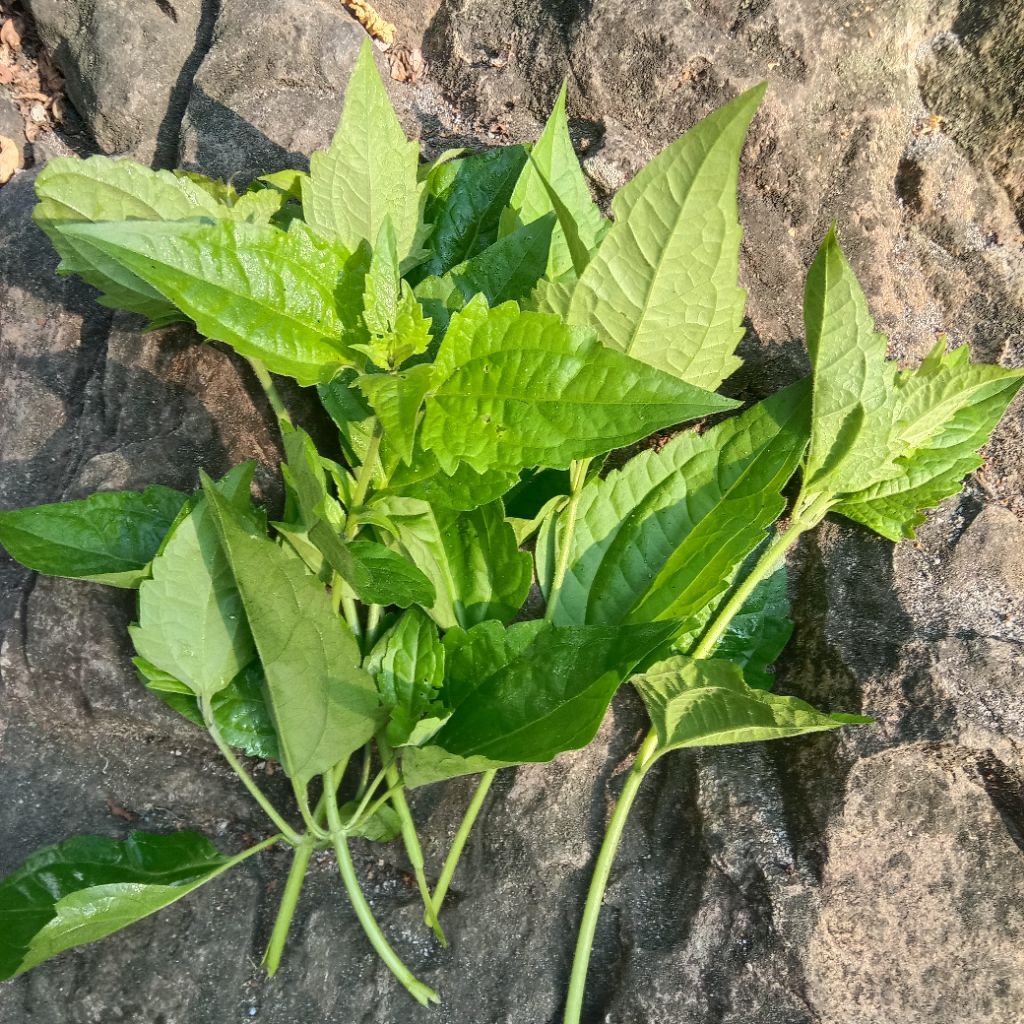 

daun balakacida/krinyuh segar di petik saat pesanan masuk per lembar