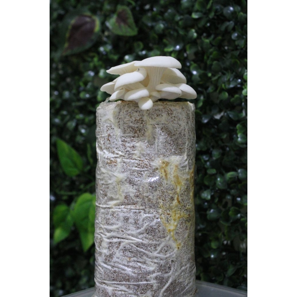 

baglog jamur tiram mini 4 pcs, jamur putih, baglog kemasan hemat