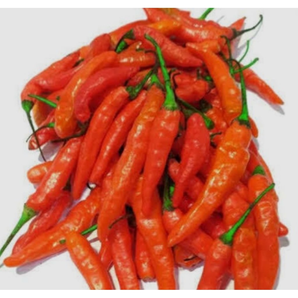 

cabai rawit setan 100gr