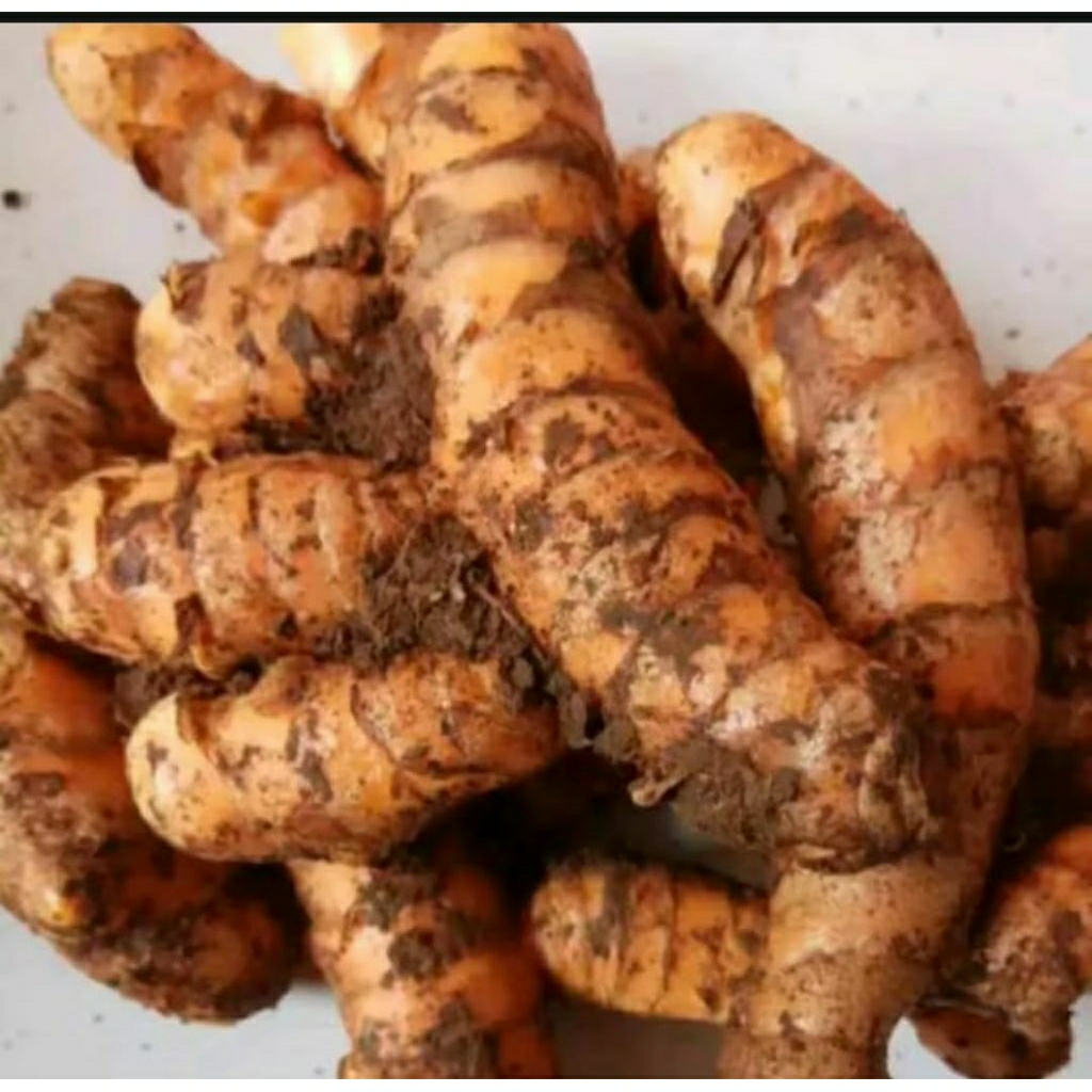 

Kunyit Segar 1kg | Kunir Segar Bumbu Dapur | Kunyit Organik Fres| Kunyit Kuning Segar