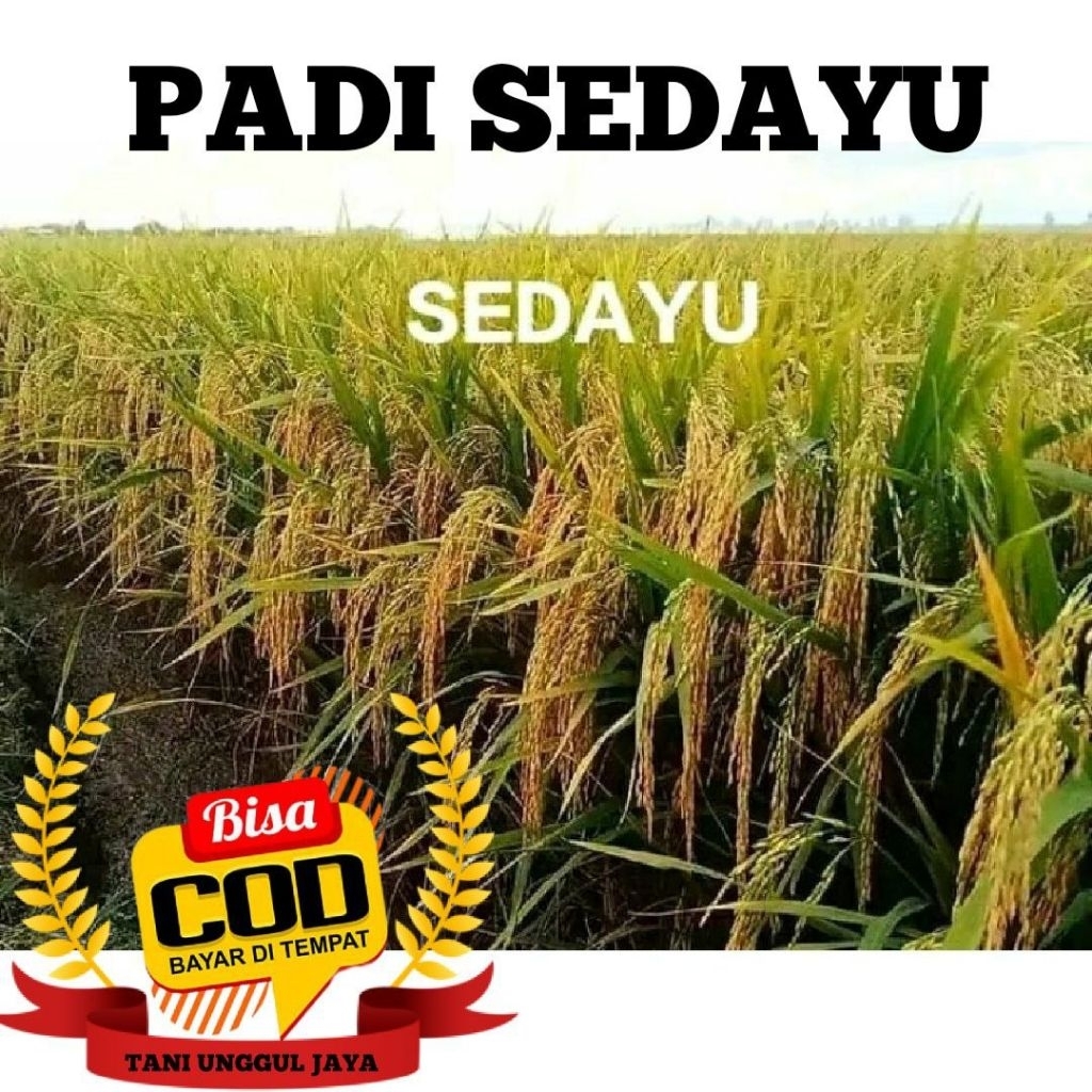 Benih padi sedayu kemasan 5kg anakan banyak bobot mantap