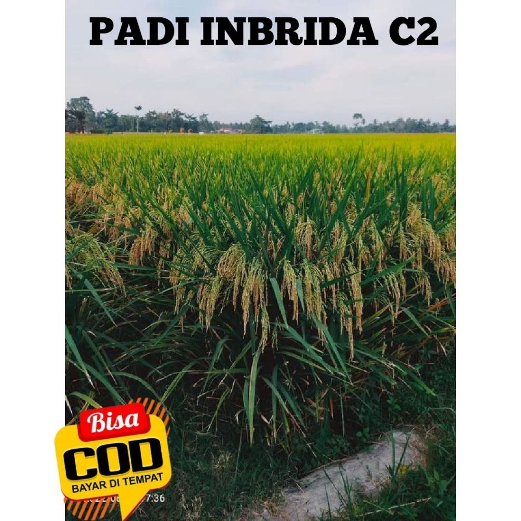 Benih padi inbrida C2 kemasan 5kg original
