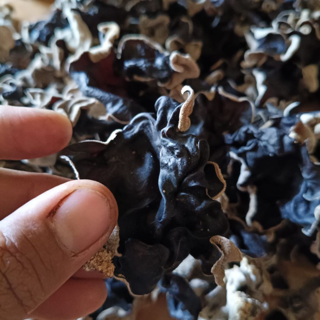 

Jamur Kuping Kering, Jamur Kuping Kering 1 Kg | Jamur Kuping Kering Hitam Bersih